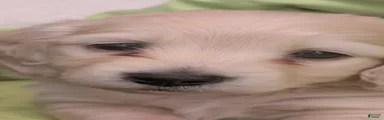 Creamy