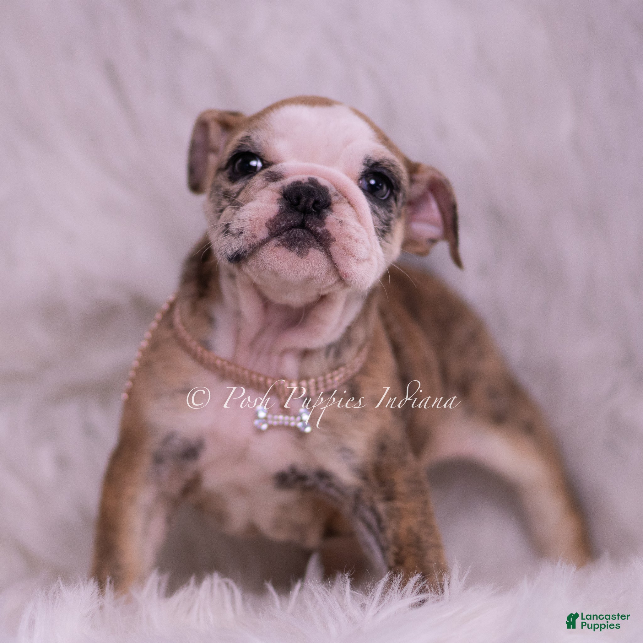 English Bulldog dogs Verushka - Ad 2