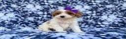 Cavapoo dogs for sale: Opal - Ad 7