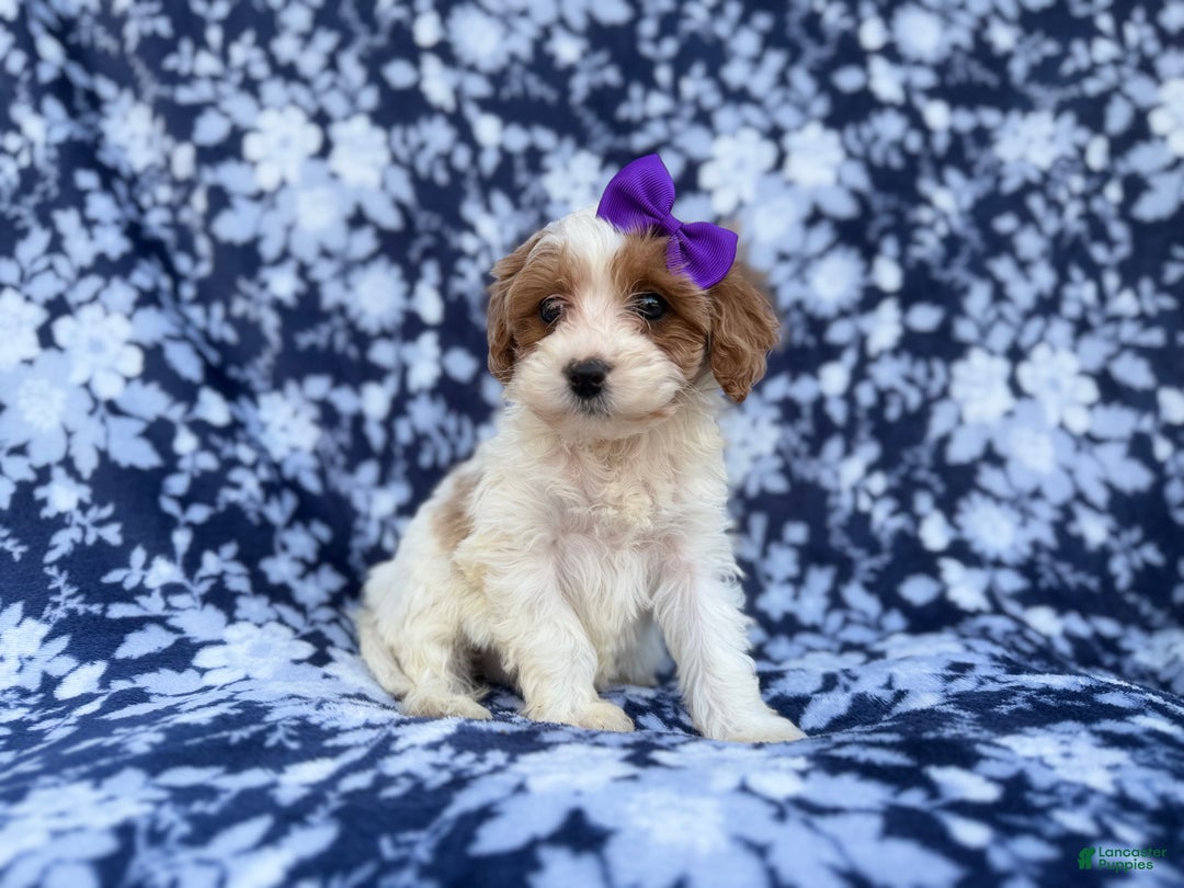 Cavapoo dogs for sale: Opal - Ad 7