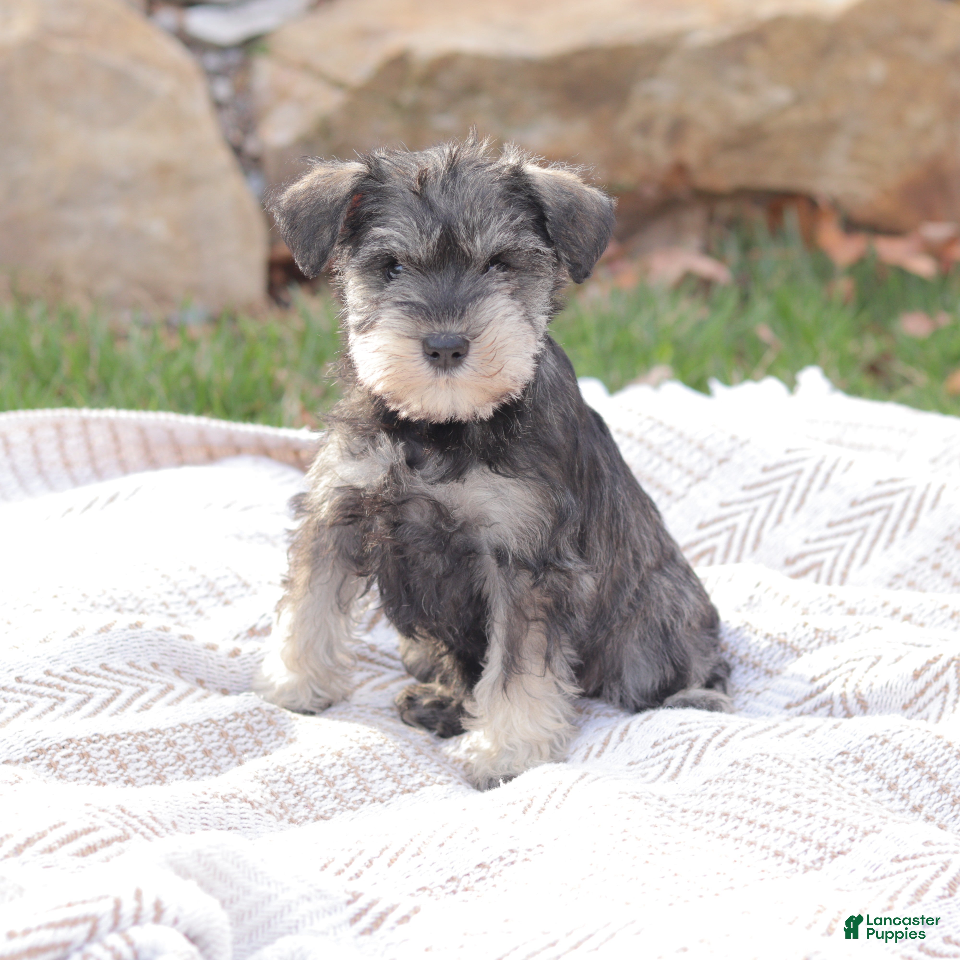 Miniature Schnauzer dogs Litchfield Angel - Ad 1