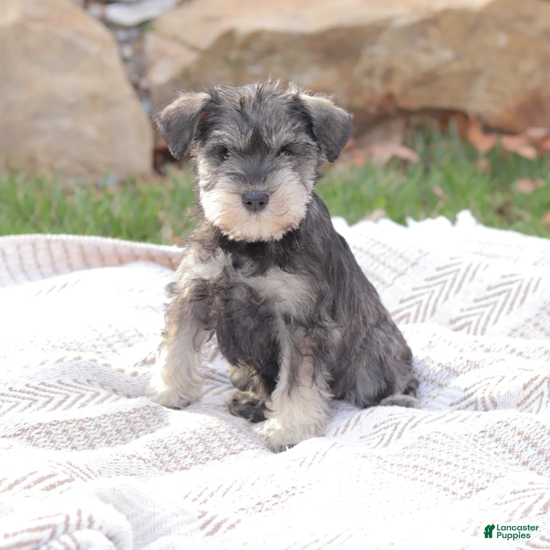 Miniature Schnauzer dogs for sale: Litchfield Angel - Ad 1