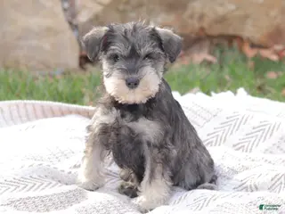 Miniature Schnauzer dogs for sale: Litchfield Angel - Ad 3