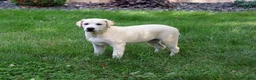 Labrador Retriever dogs for sale: Wanda - Ad 3