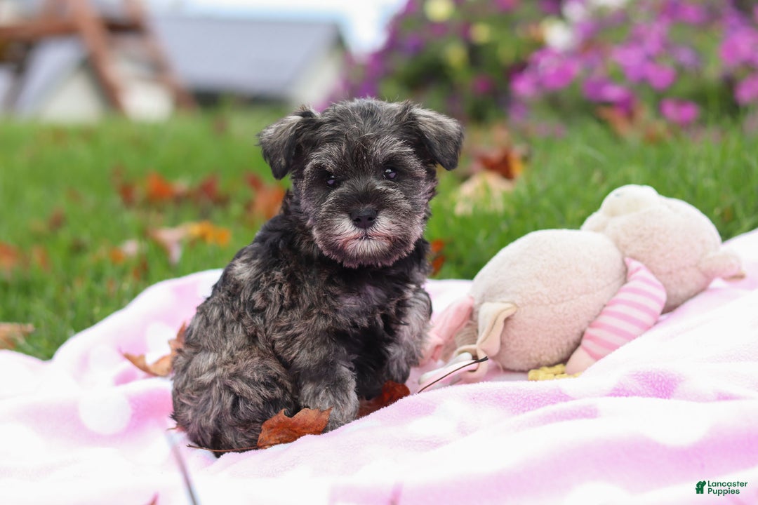 Miniature Schnauzer dogs for sale: Charity - Ad 3