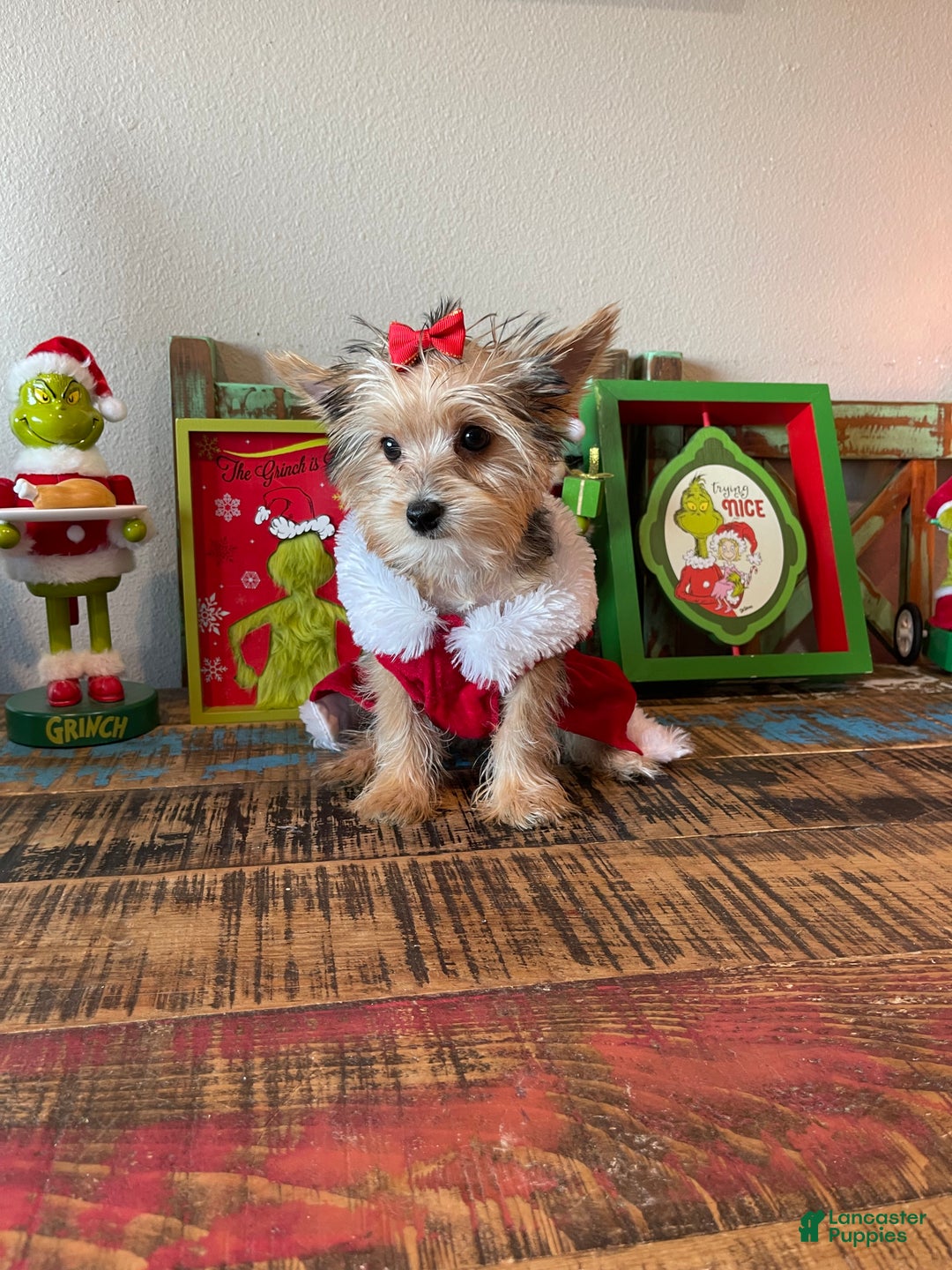 Yorkshire Terrier dogs for sale: Meet Lulu - Ad 8