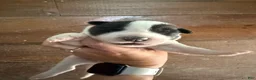 Gerberian Shepsky dogs for sale: Walker - Ad 1