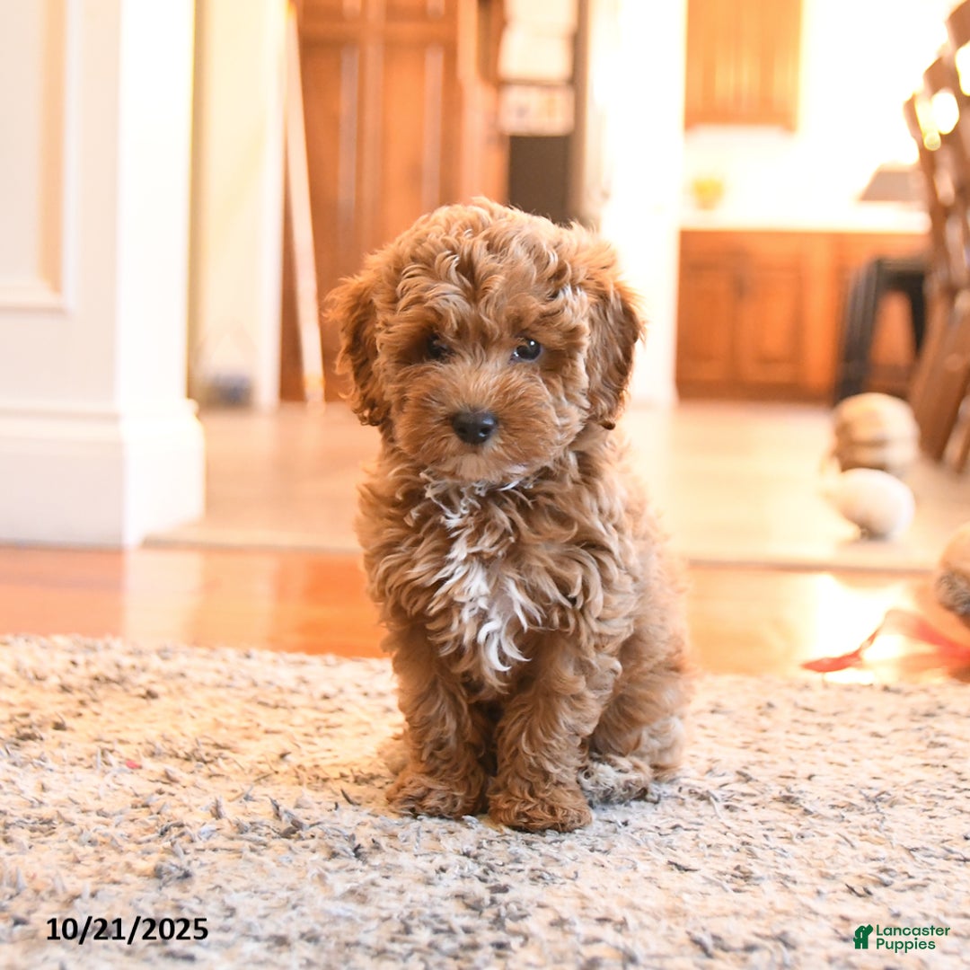 Cockapoo dogs for sale: Mia  - Ad 4