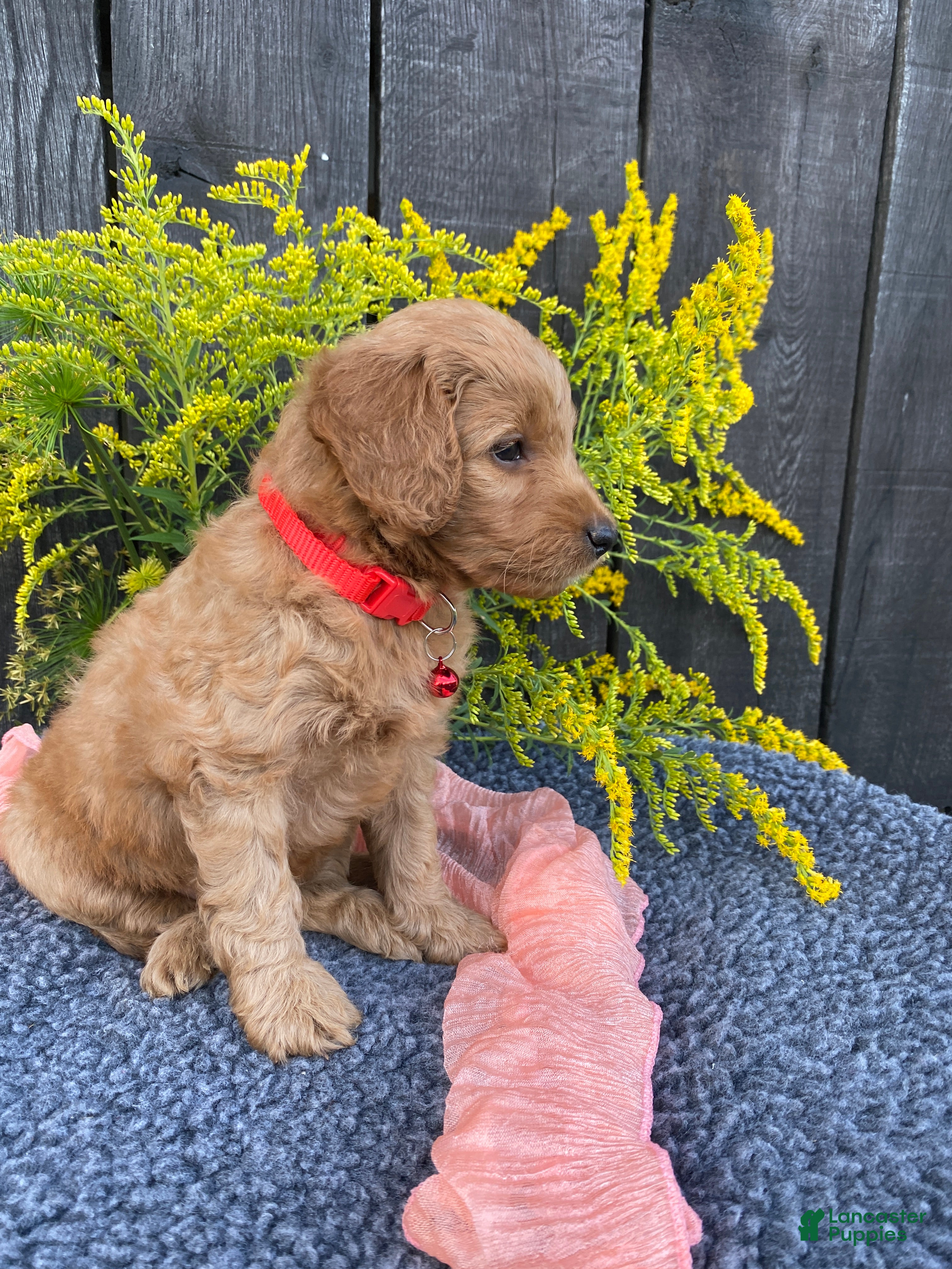 Miniature Labradoodle dogs Zoe - Ad 2
