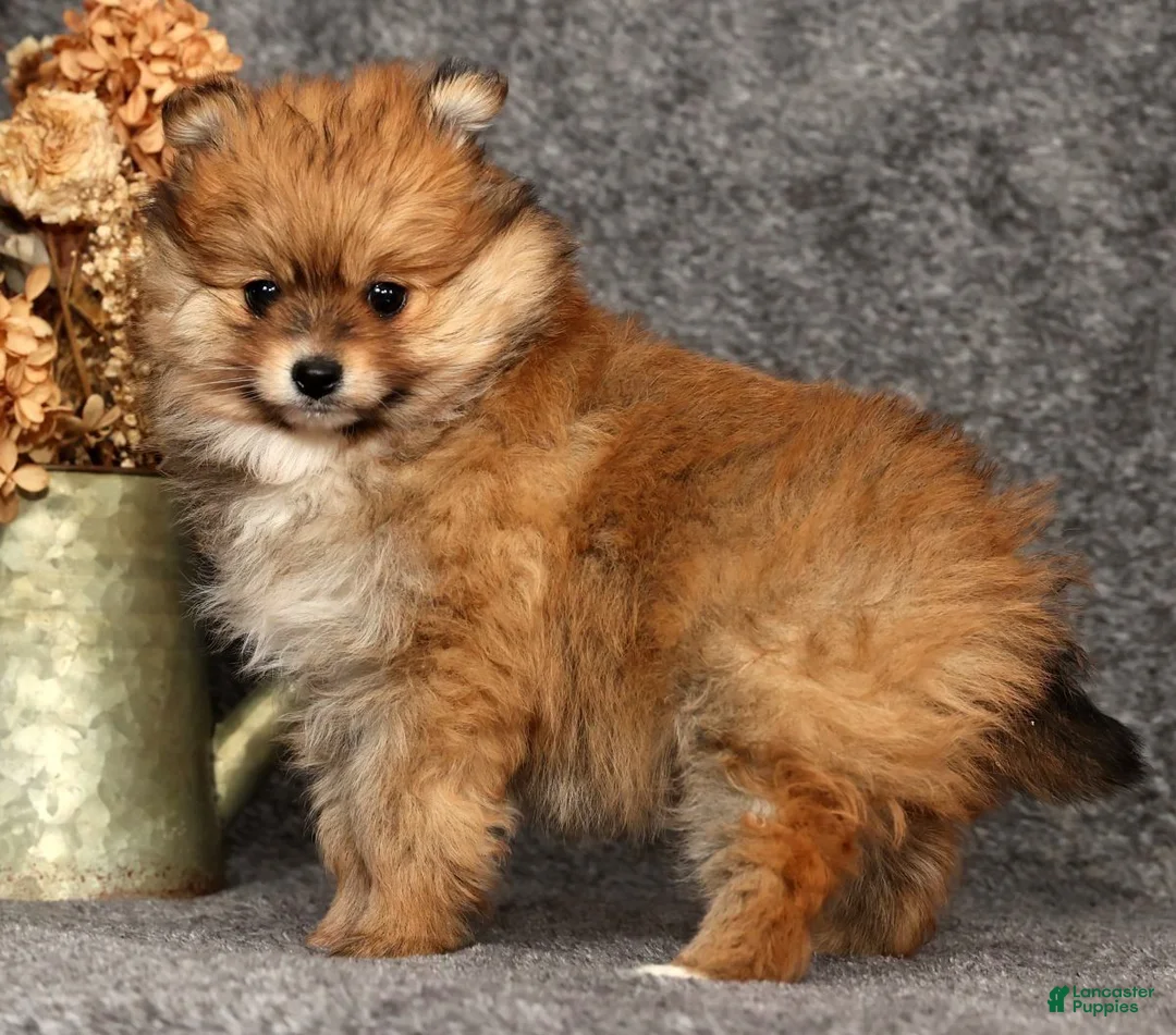 Pomeranian dogs for sale: Daisy - Ad 6