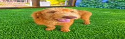 Labradoodle dogs for sale: Honey - Ad 4