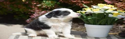 Border Collie dogs for sale: Deanna - Ad 4