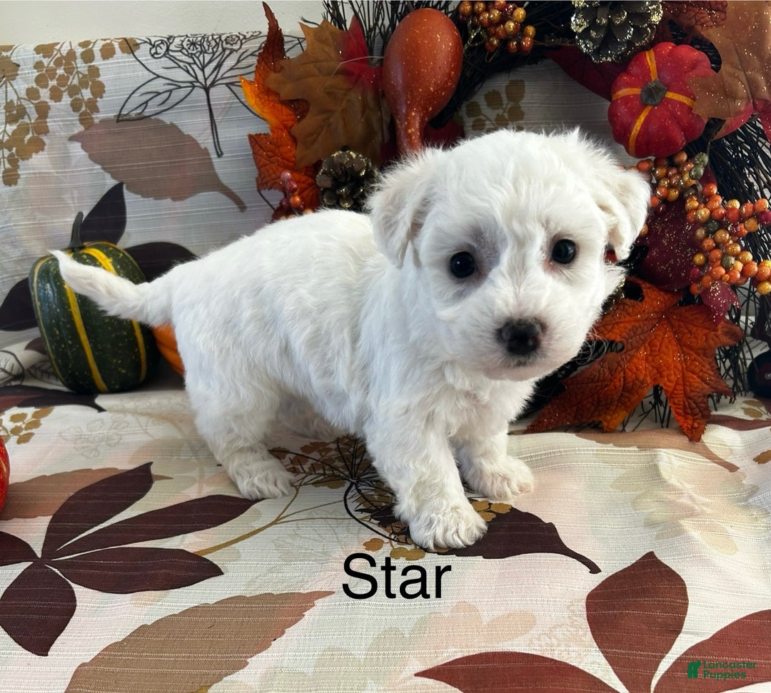 Bichon Frise dogs for sale: Bichon Frise Puppy 3 - Ad 2