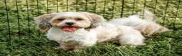 Lhasa Apso dogs for sale: Tyrell - Ad 6