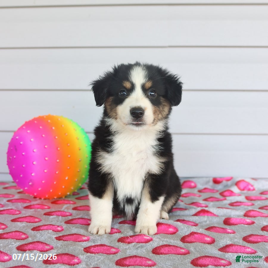 Miniature Australian Shepherd dogs Axel - Ad 1