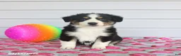 Miniature Australian Shepherd dogs for sale: Axel - Ad 1