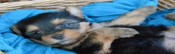 Yorkshire Terrier dogs for sale: Jackie - Ad 4