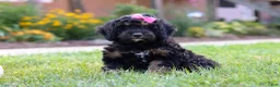 Bernedoodle dogs for sale: Paris - Ad 9
