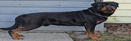 Rottweiler dogs for stud: DoNeY Uno - XXL Ri Moby Dick  - Ad 3
