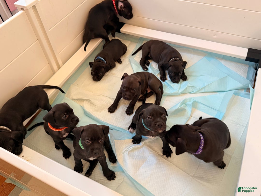 Mixed Breed dogs for sale: Pup Orange - Ad 10