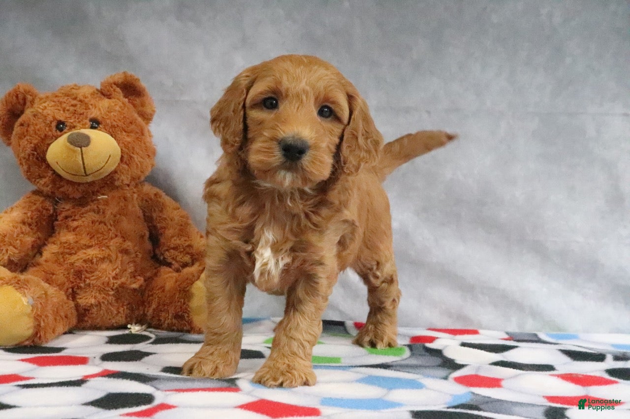 Mini Goldendoodle dogs Candy - Ad 1