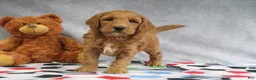 Mini Goldendoodle dogs for sale: Candy - Ad 1