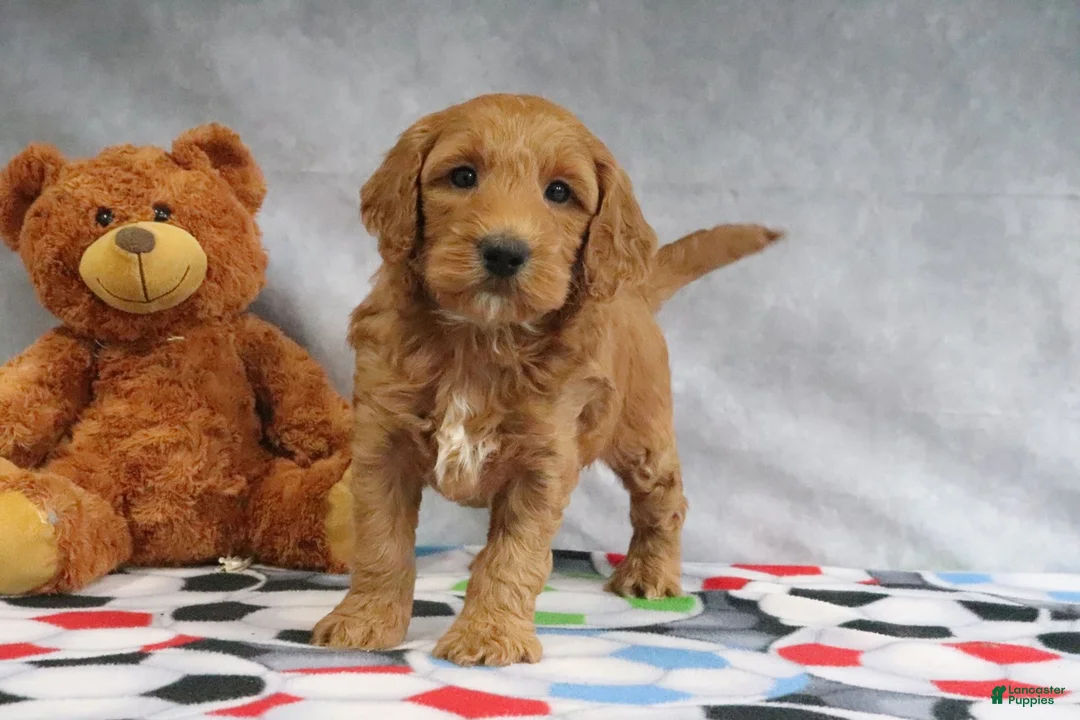 Mini Goldendoodle dogs for sale: Candy - Ad 1