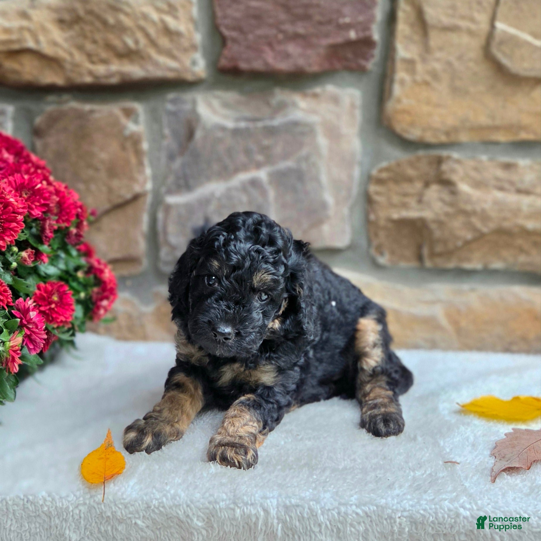 Cavapoo dogs for sale: Boston - Ad 2