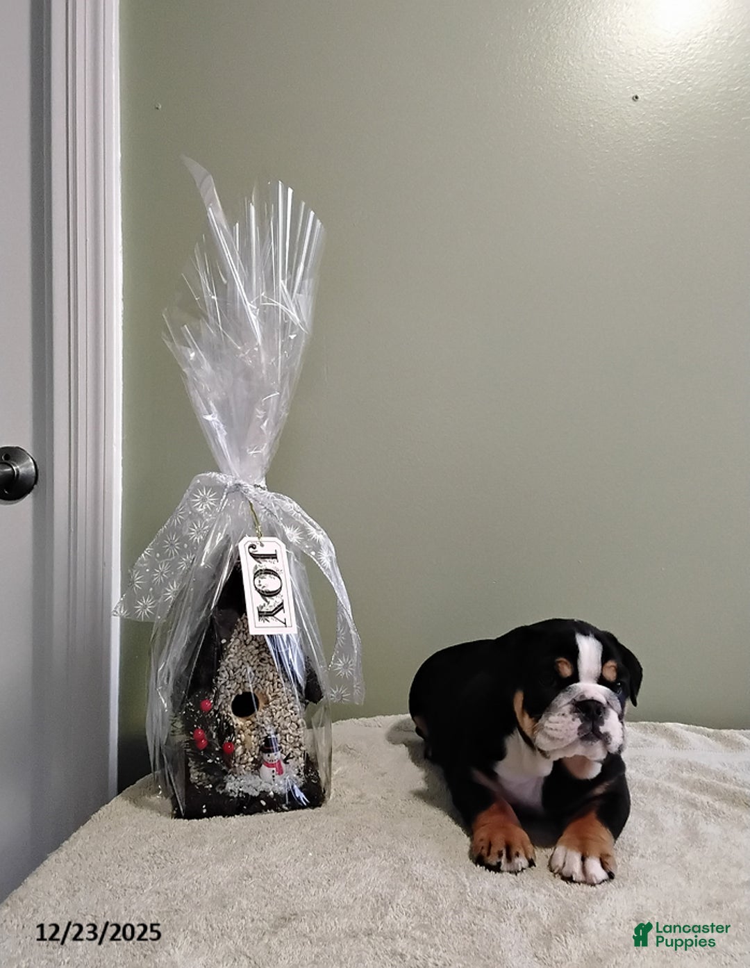 English Bulldog dogs for sale: Tyson - Ad 3