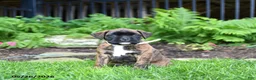 Boxer dogs for sale: Buttercup - Ad 4