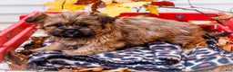 Shorkie dogs for sale: Lynette - Ad 8