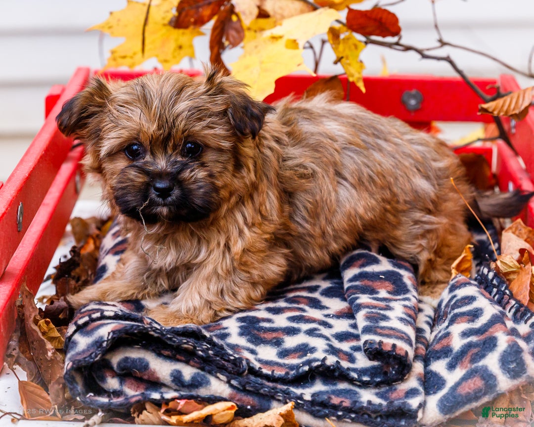 Shorkie dogs for sale: Lynette - Ad 8