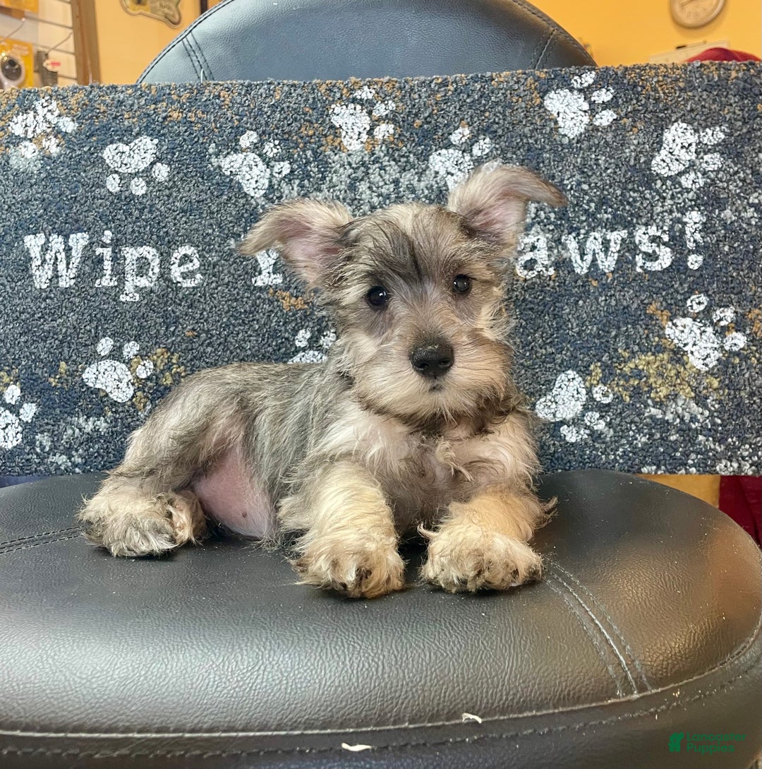 Miniature Schnauzer dogs for sale: Oleta - Ad 3