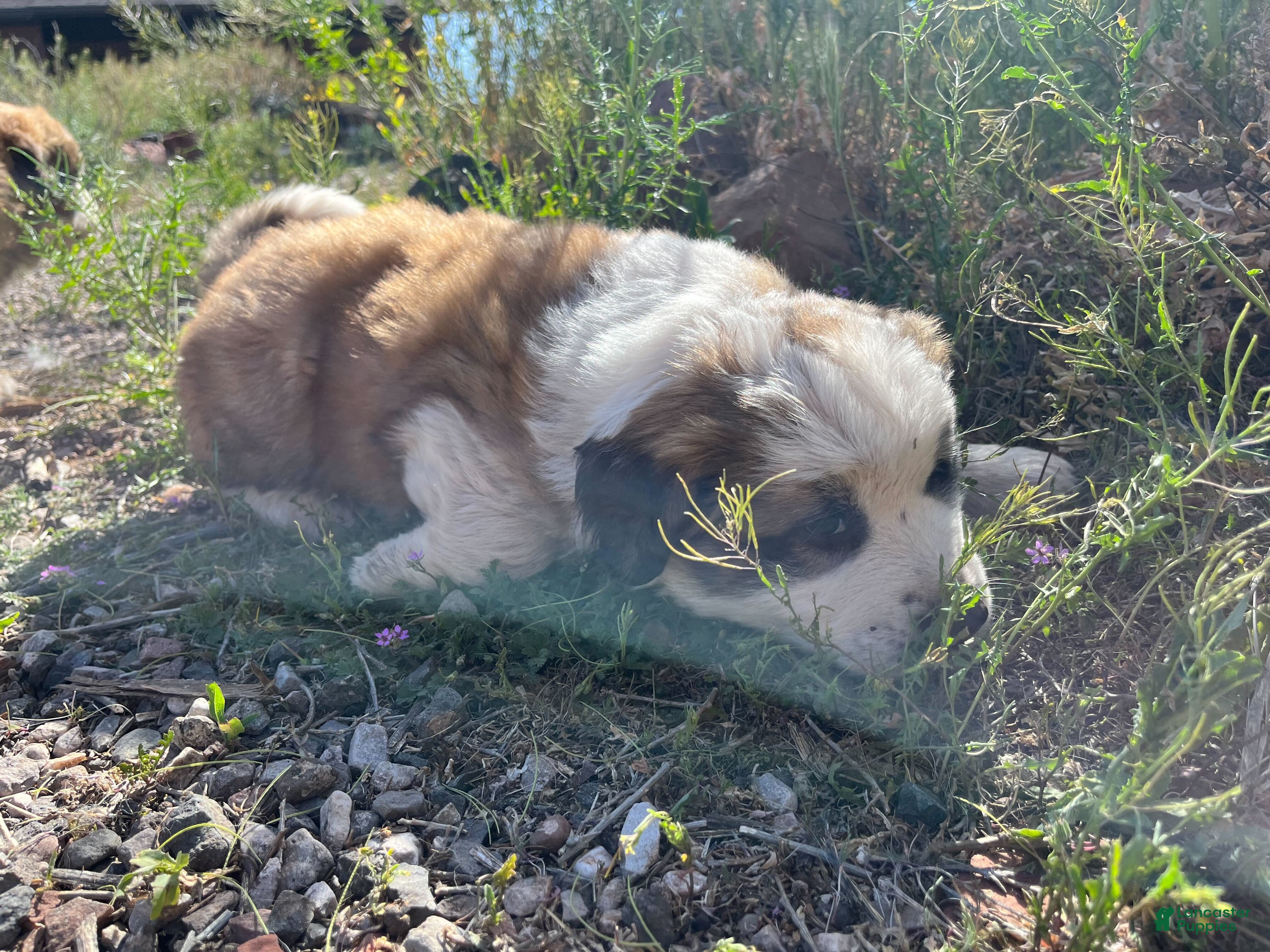 Mixed Breed dogs Francis - Ad 2