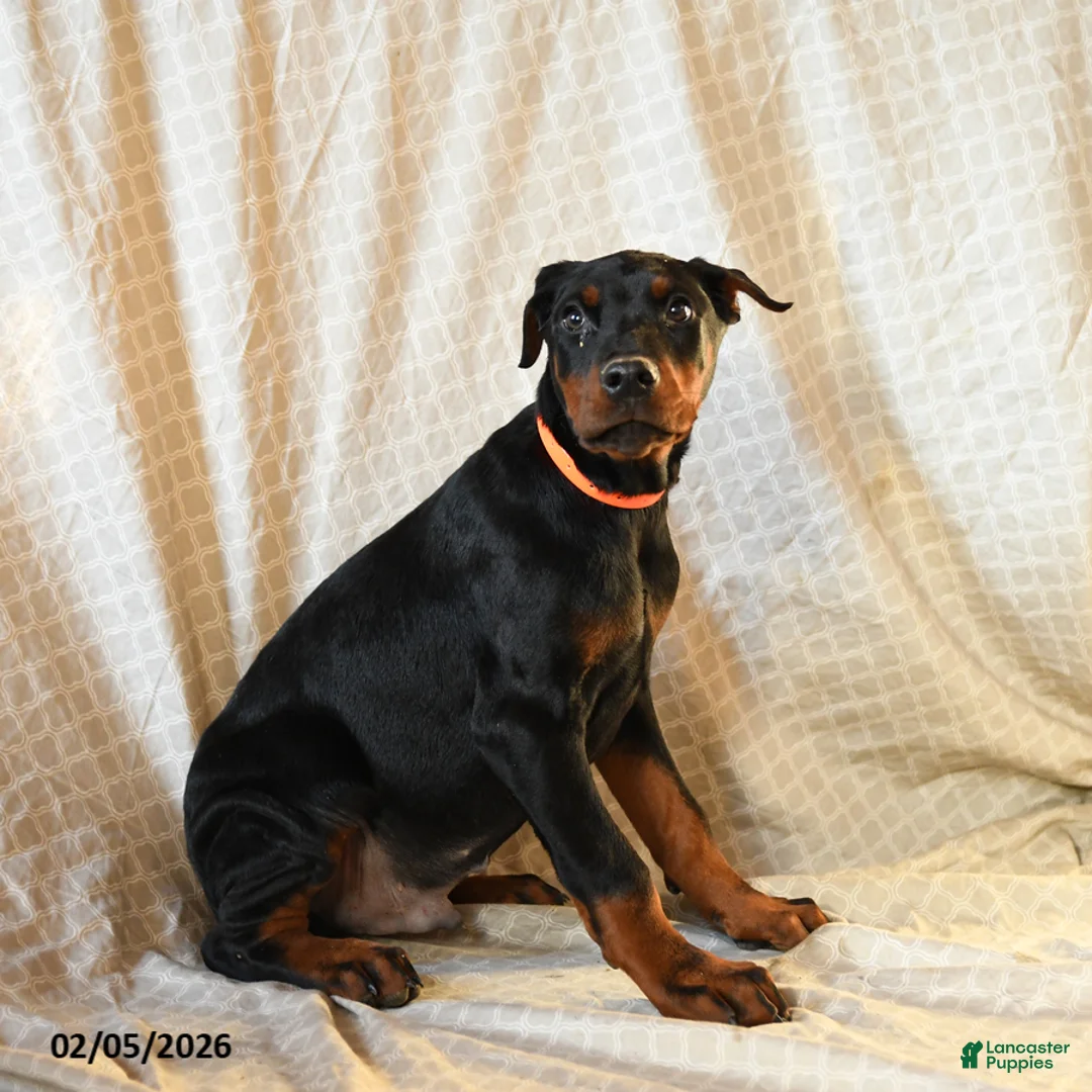 Doberman Pinscher dogs for sale: Rufus - Ad 2