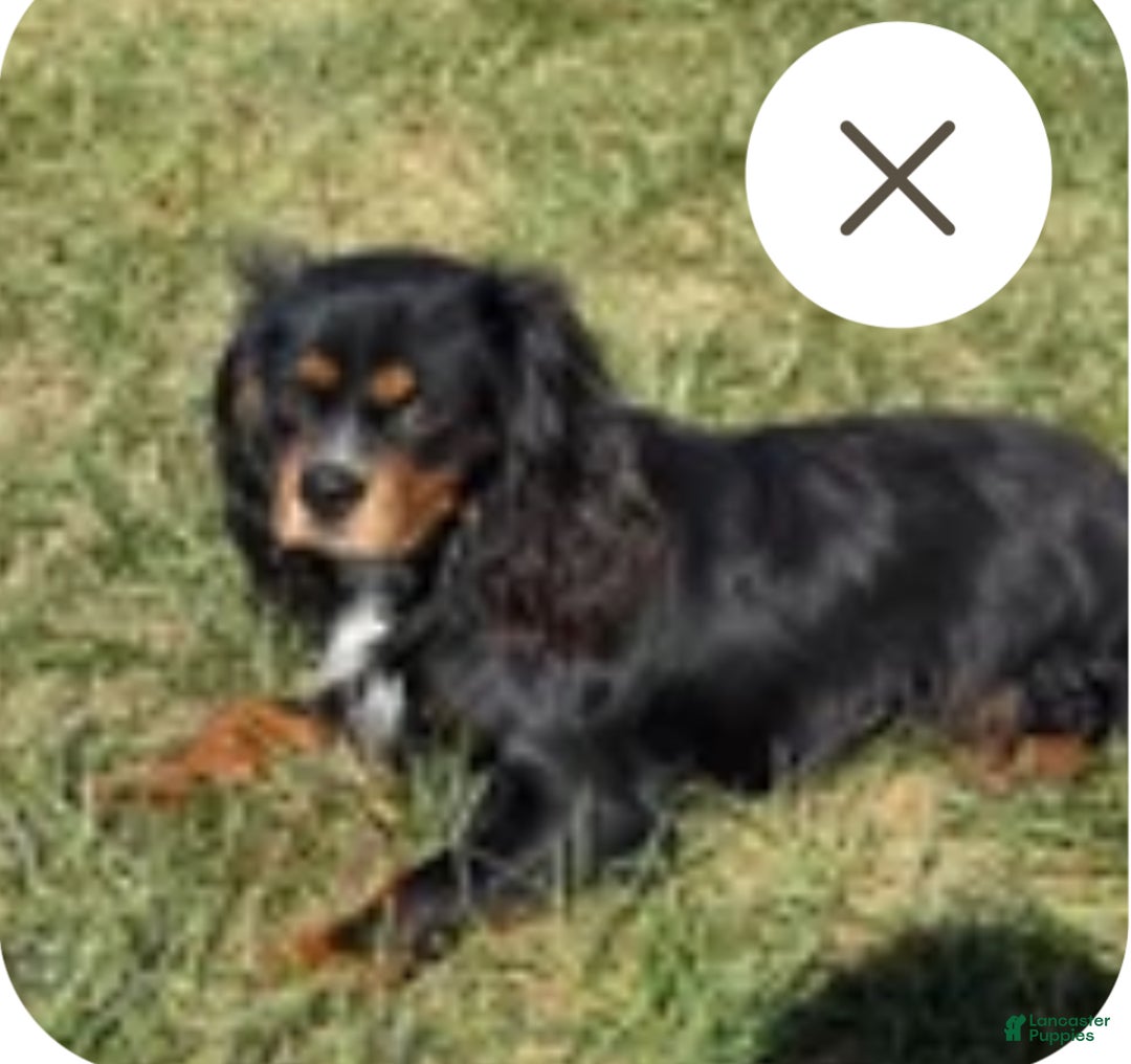 Cavalier King Charles Spaniel dogs for sale: Rudolph - Ad 6