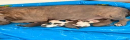 American Bully dogs for sale: Kurtis Snow - Ad 8