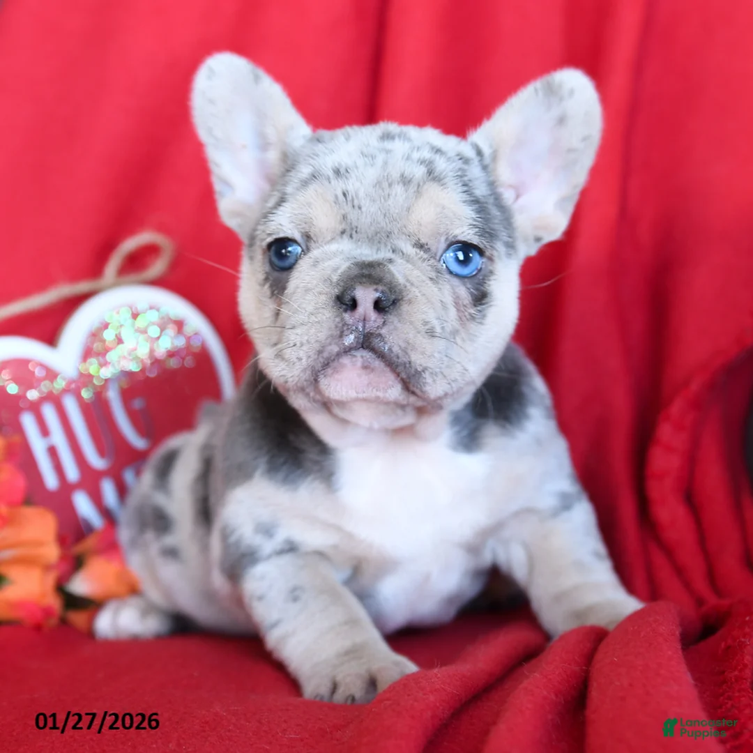 French Bulldog dogs for sale: Lulu - Ad 1