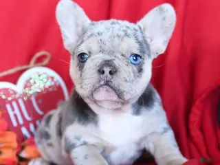 French Bulldog dogs Lulu - Ad 30
