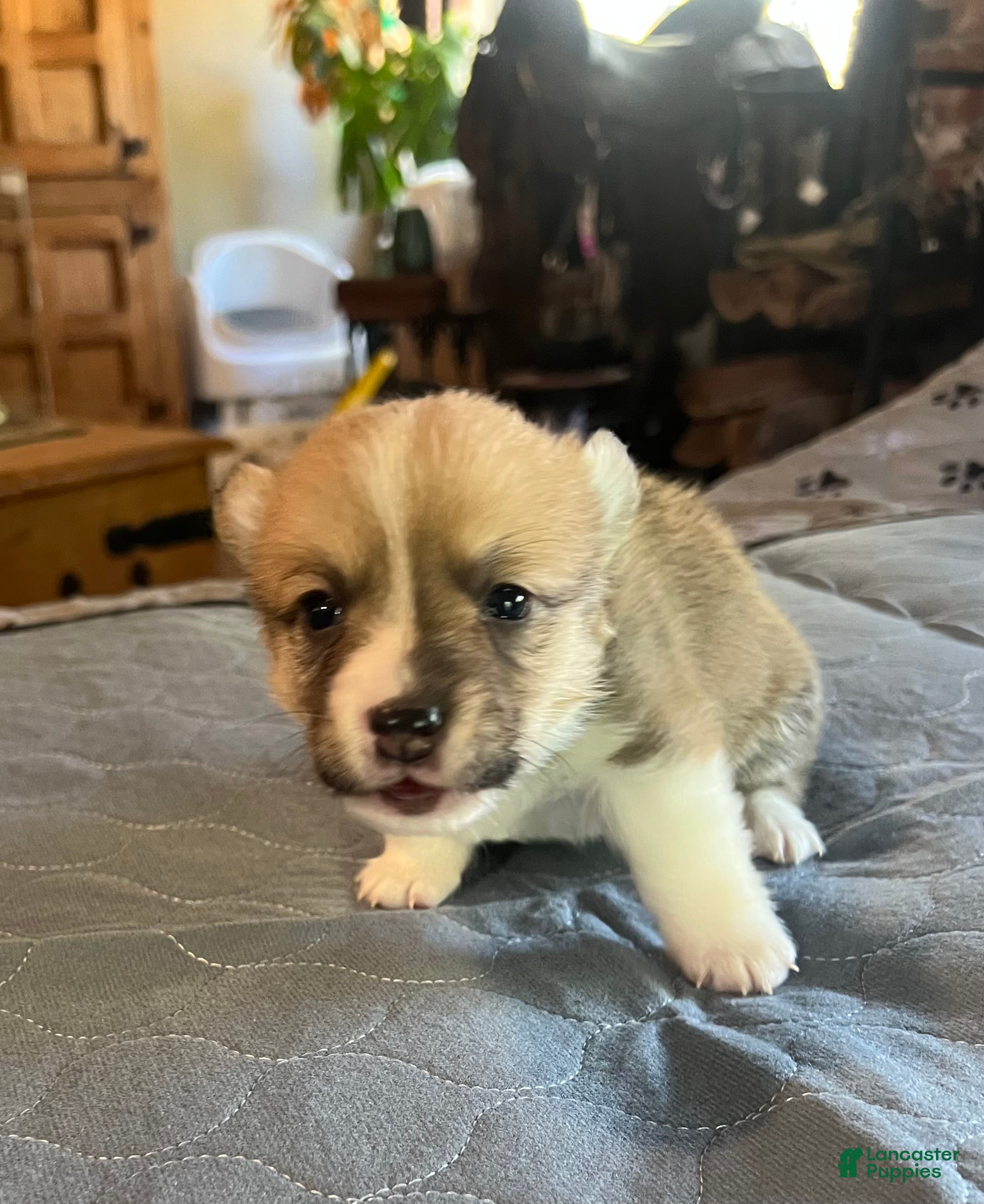 Welsh Corgi Pembroke dogs Welsh Corgi Pembroke Puppy 6 - Ad 1