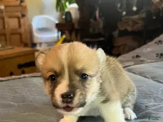 Welsh Corgi Pembroke dogs for sale: Welsh Corgi Pembroke Puppy 6 - Ad 3