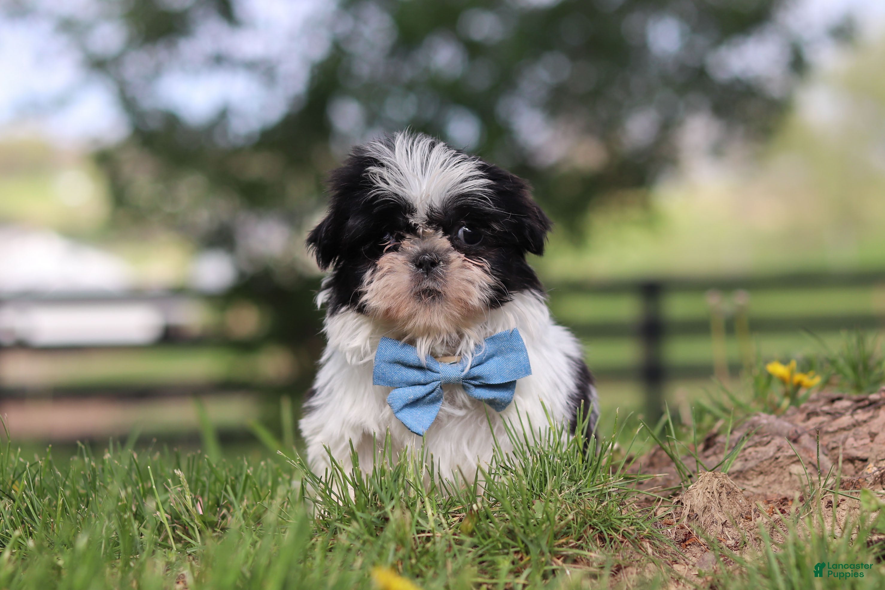 Shih Tzu dogs Nolan - Ad 1