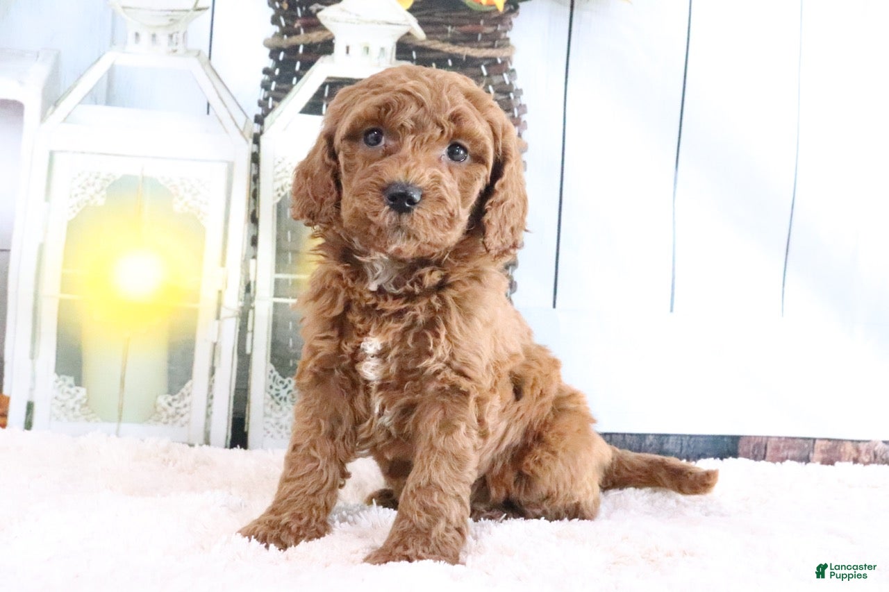 Mini Goldendoodle dogs Marshall - Ad 2