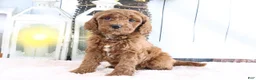 Mini Goldendoodle dogs for sale: Marshall - Ad 2