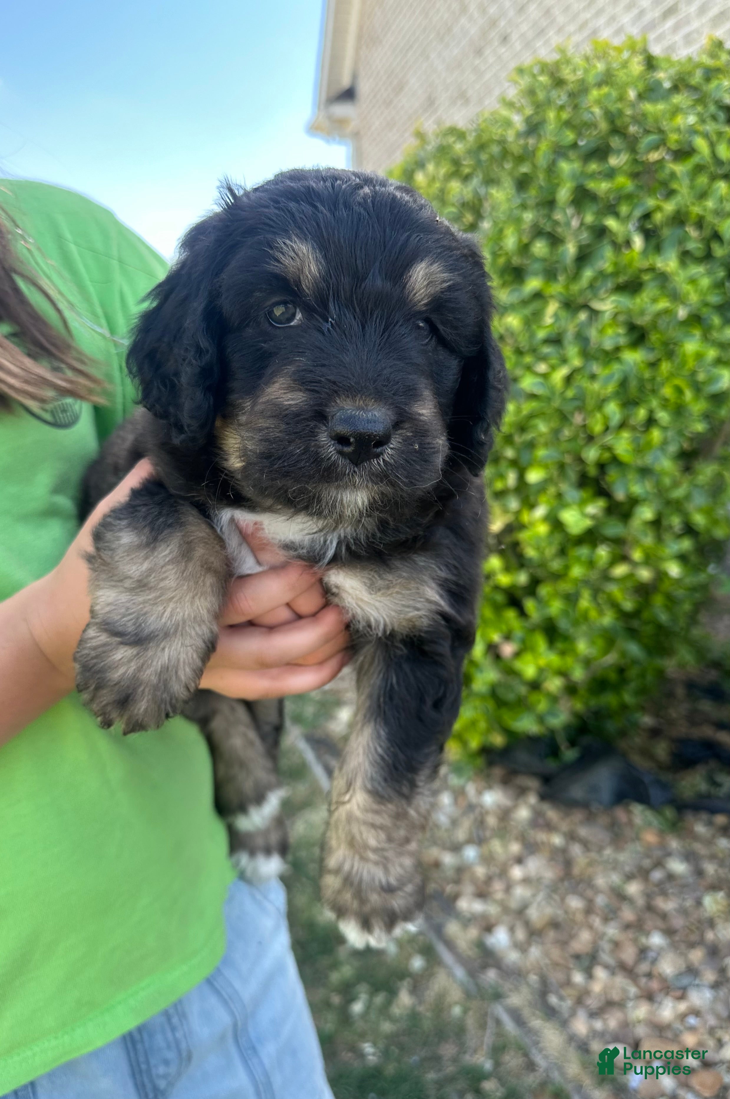 Aussiedoodle dogs Aussiedoodle Puppy 5 - Ad 28