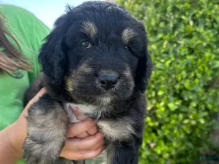 Aussiedoodle dogs Aussiedoodle Puppy 5 - Ad 28