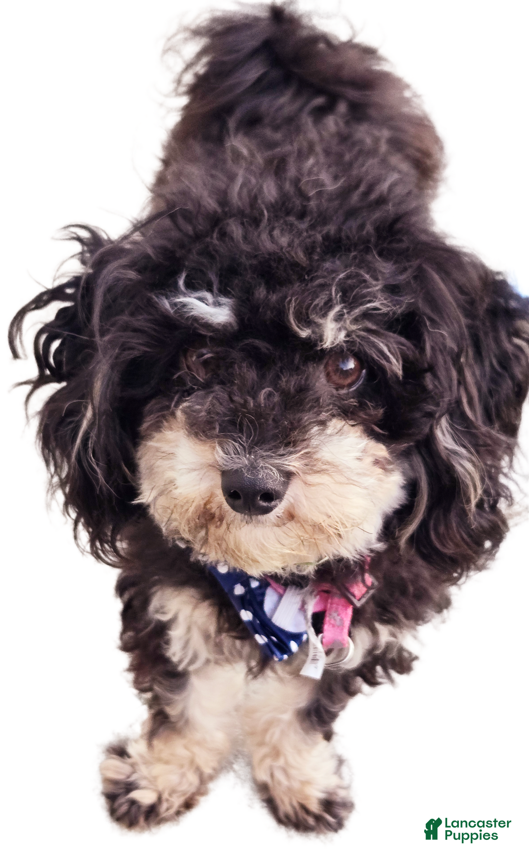 Gallery Image {{count}}