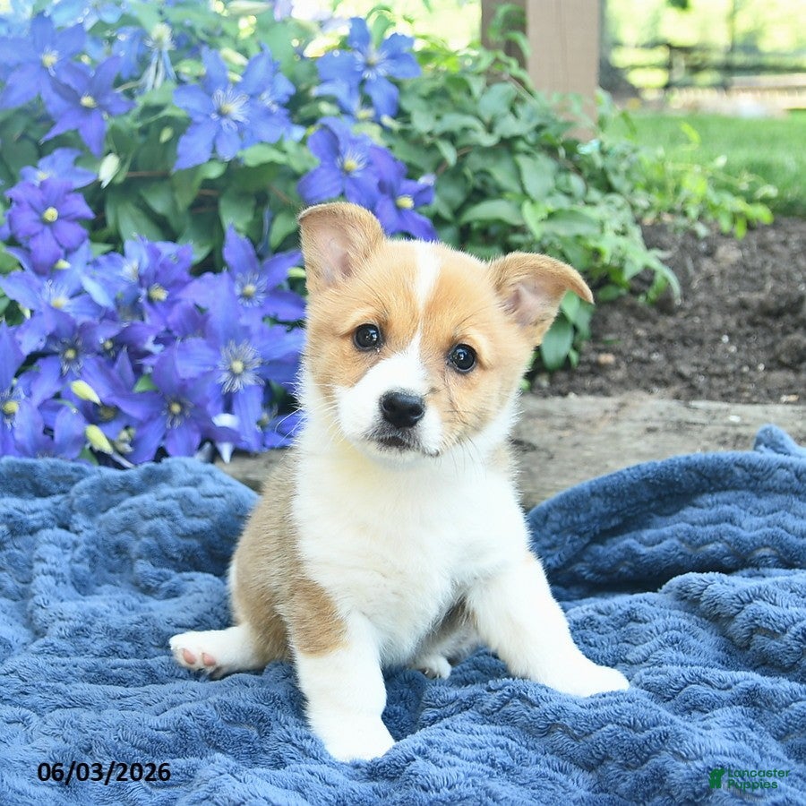 Welsh Corgi Pembroke dogs for sale: Pearl  - Ad 1