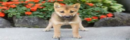 Shiba Inu dogs for sale: Brent  - Ad 3