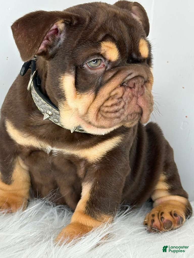English Bulldog dogs for sale: English Bulldog 2 - Ad 15